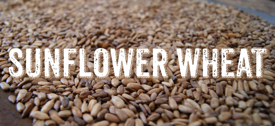 Sunflower Wheat